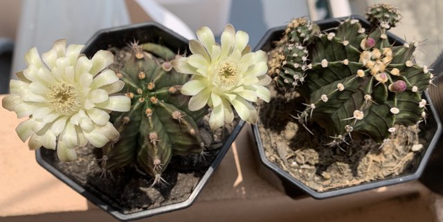 cacti28.jpg
