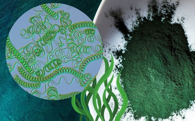 Spirulina Benefits cyanobacteria.jpg