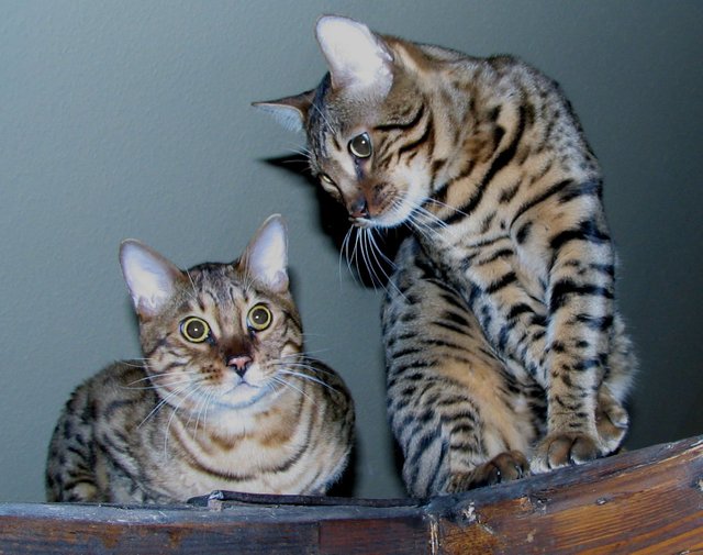 Two_bengal_cats_edit.jpg