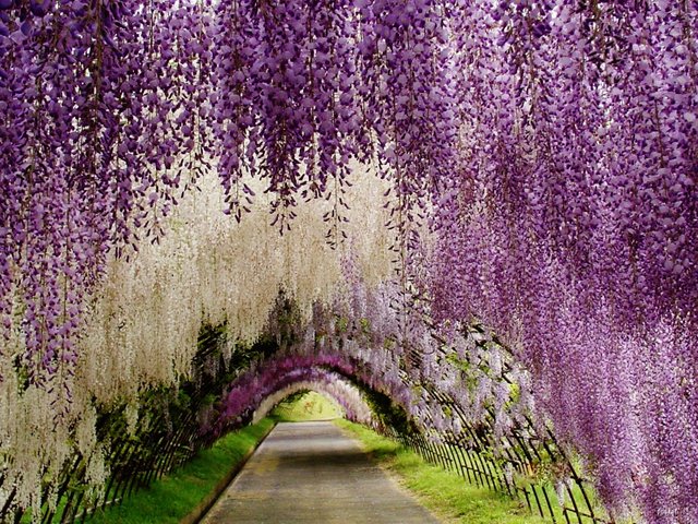 wisteria-flower-tunnel-japan.jpg