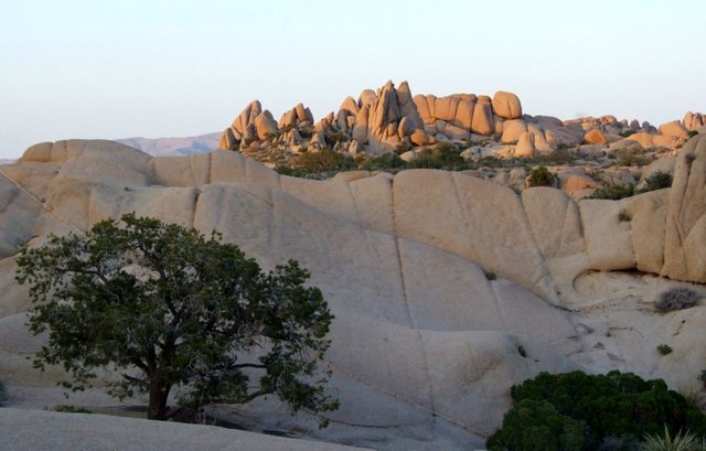 0187-JoshuaTree.jpg