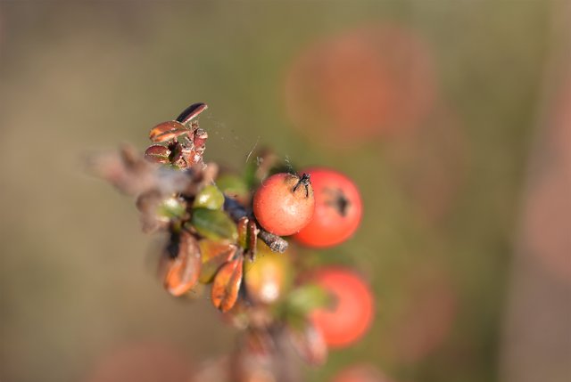 red berries waterdrops macro 2.jpg