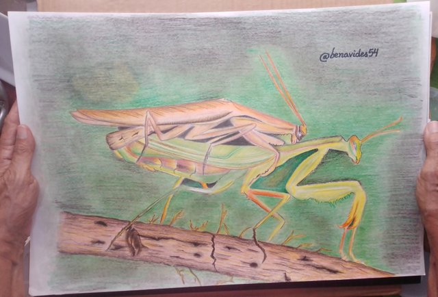 DIBUJOS MANTIS 050.jpg