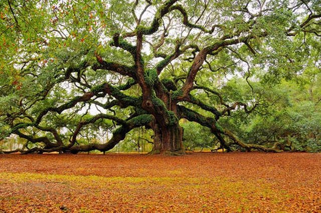 Vinorange Vinnature Vinrouge Vin Blanc.jpg