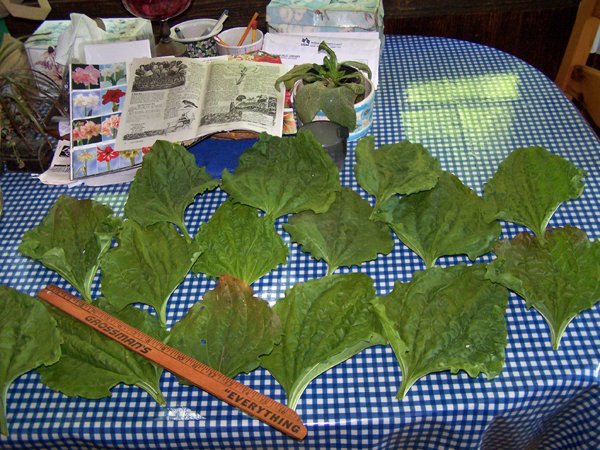 Plantain - huge leaves2 crop June 2019.jpg