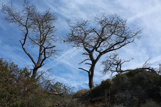 Dead Torrey Pines and chemtrails.jpeg