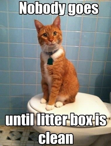 litter-box-issue.jpeg