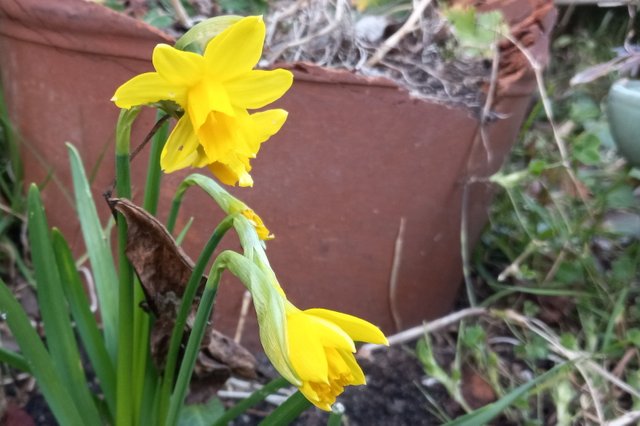 CT0318-Daffodils.jpg