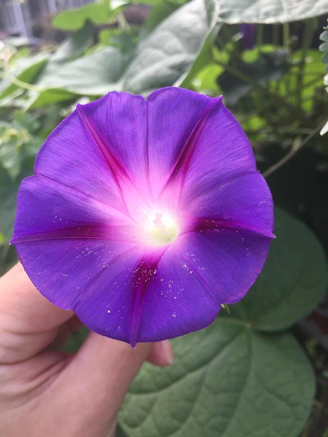 purple star flower.jpg