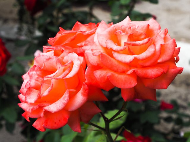 beautiful rose 14.jpg