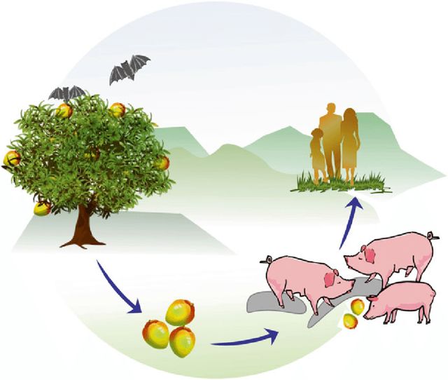 Nipah-virus-transmission-cycle-in-Malaysia-Pteropid-fruit-bats-are-the-natural-reservoir.png