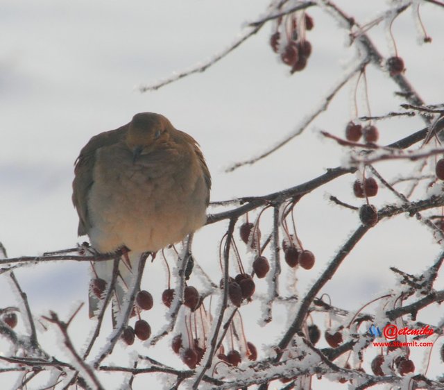 Mourning Dove PFW0001.JPG