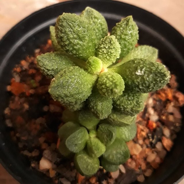 adromischus marianae.jpg