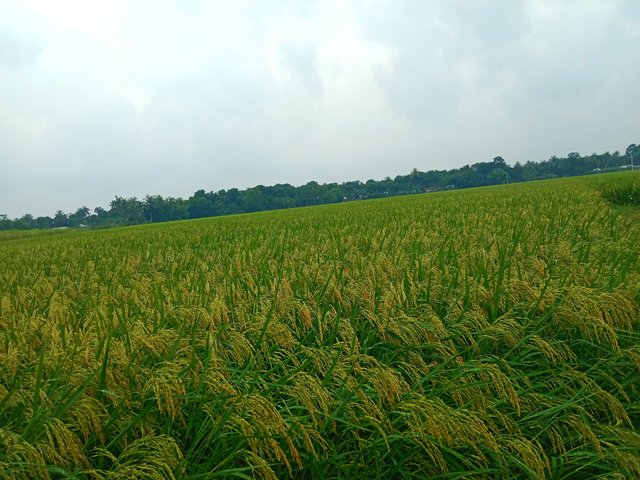 IMG_20250720_153044.jpg