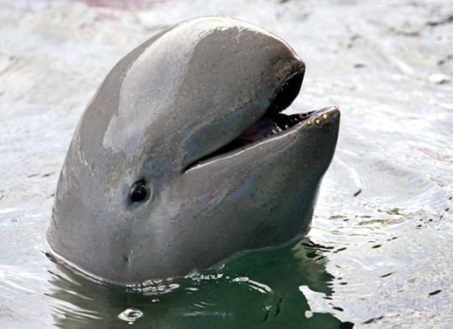 8-dolphin-pic.jpg