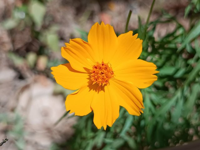Flor amarilla 1.jpg