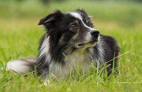 collie pixabay2.jpg