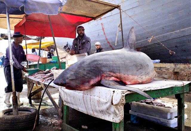 Essaouira6.jpg