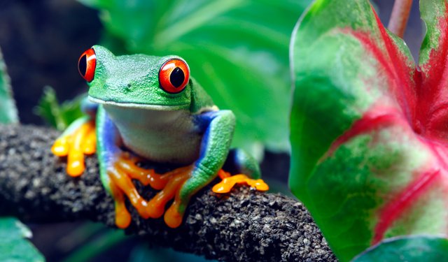 317668-2262x1326-junglefrog.jpg