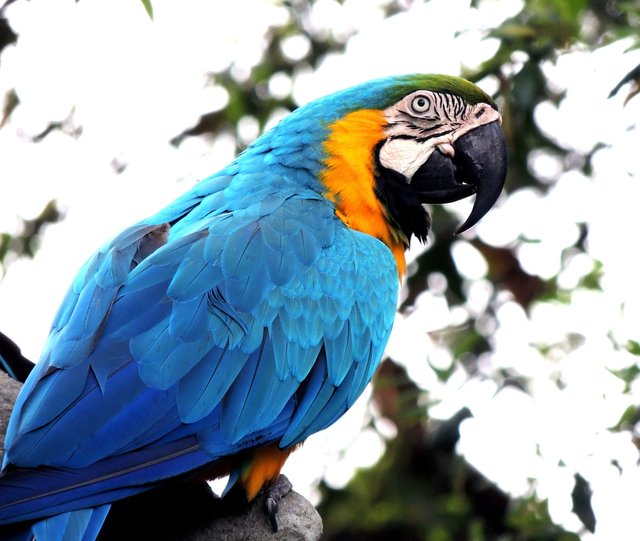 macaw-410144_1920.jpg