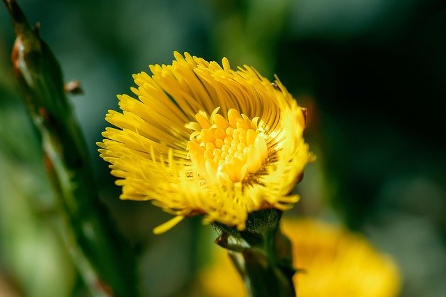 coltsfoot-4996309_640.jpg