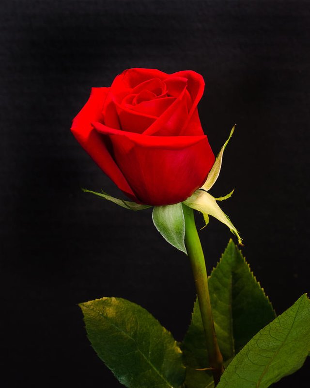 single-red-rose-janna-scott.jpg