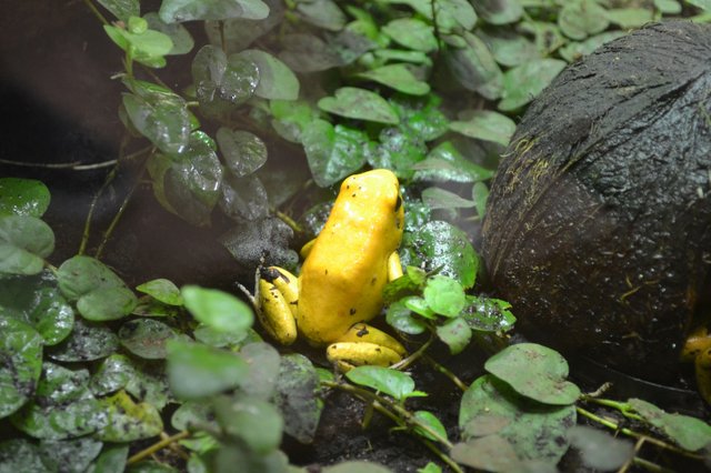 golden-poison-frog-279940_1920.jpg