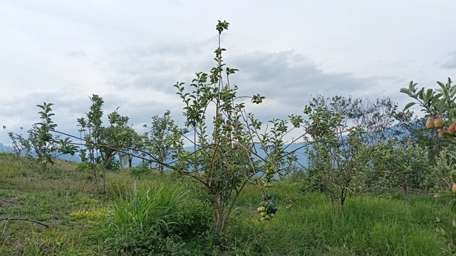 IMG20250727163452.jpg