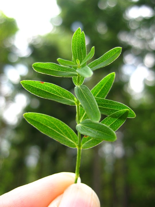 StJohnswort-leaves.jpg