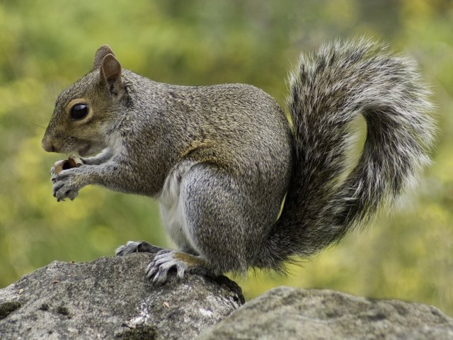 squirrel-498139.jpg