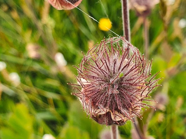 autumn-flower-reykholt-artfabrik.jpg