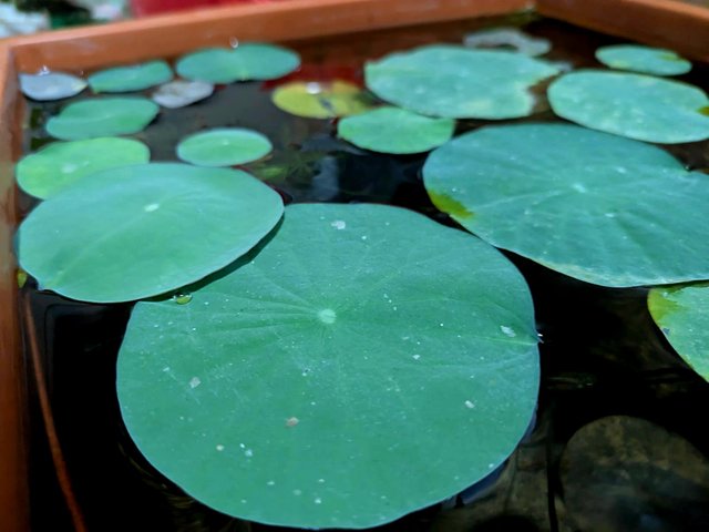 IMG-20250719-WA0104.