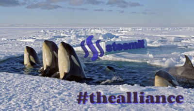 thealliance_steemit_killerwhale_enginewitty_pod.png