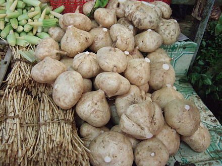 440px-Yam_bean_Pachyrhizus_erosus.jpeg