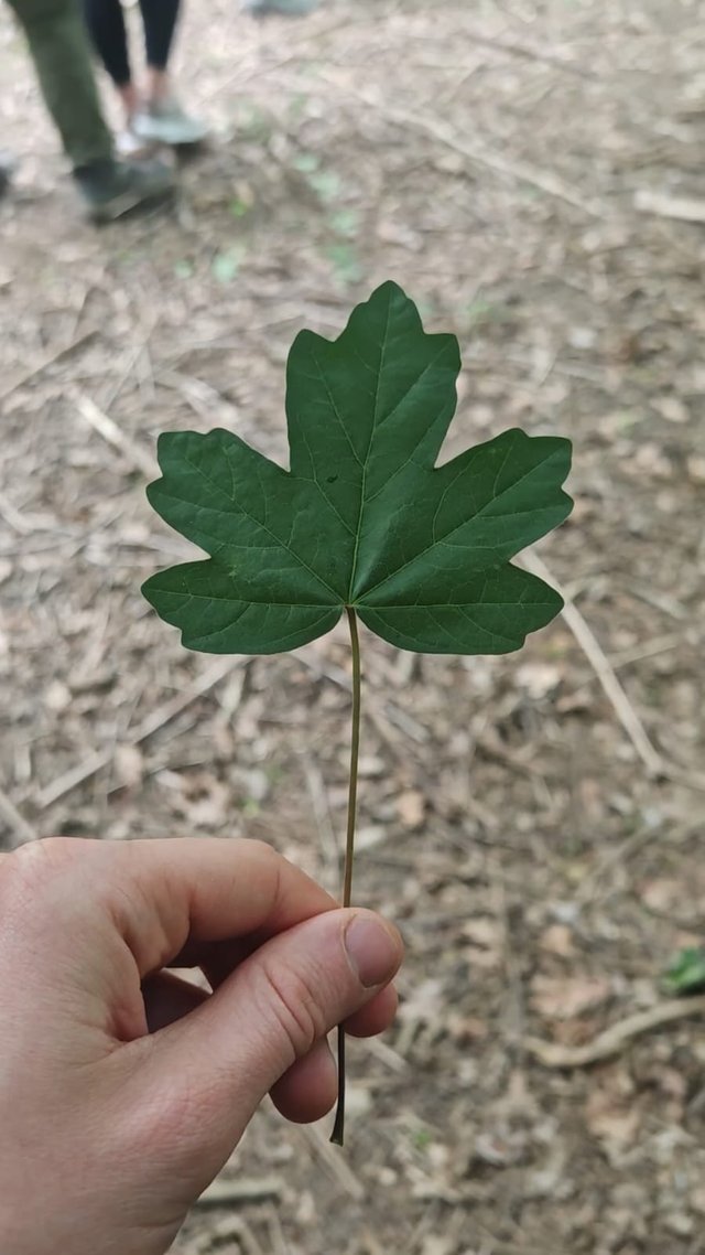 natura.jpg
