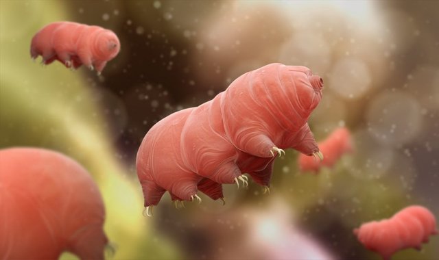 tardigrados-entrelazados-cuanticamente-1024x608.jpg