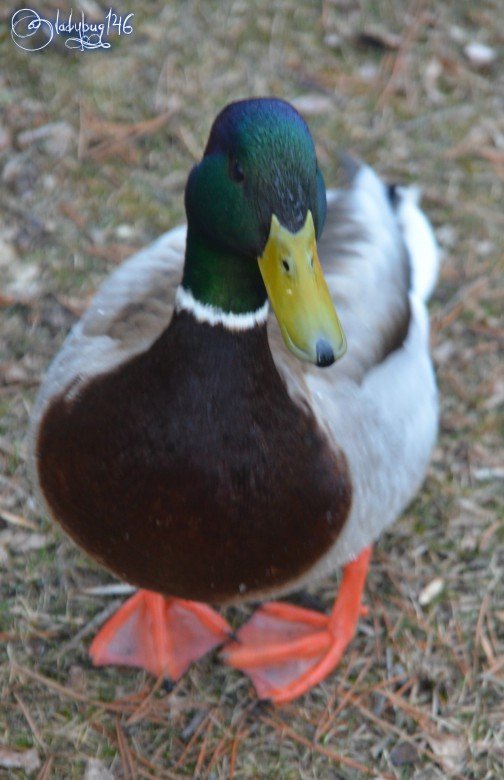 duck4.jpg