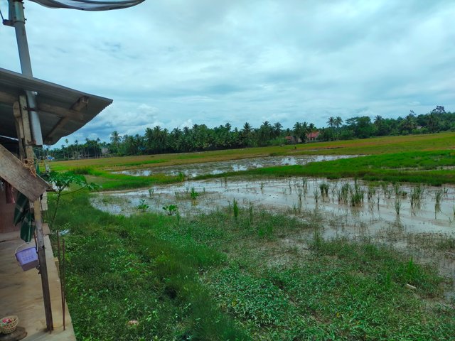 Sawah (3).jpg