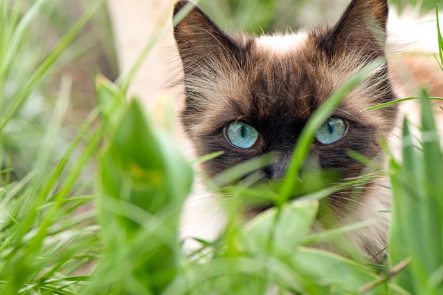 cute-cat-with-blue-eyes-garden.jpg