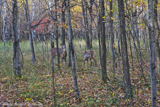 Deer 23 scaled.jpg