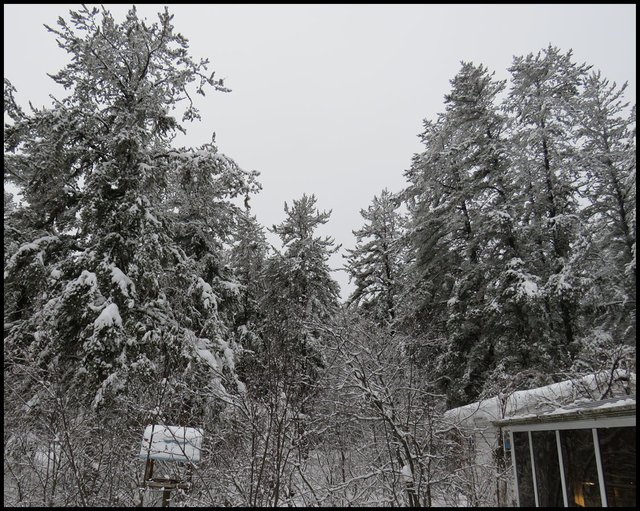 scene from deck looking to snow covered pines by sun room.JPG