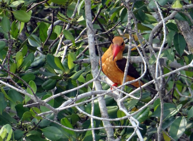 brown-winged-kingfisher-1207587_1920.jpg