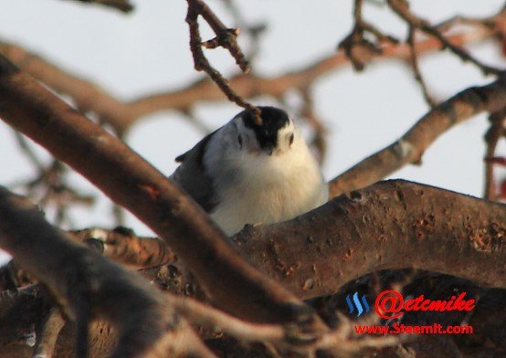 White-Breasted Nuthatch PFW10_0477.JPG