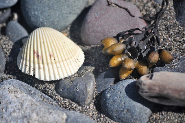 Shell and Rockweed.JPG