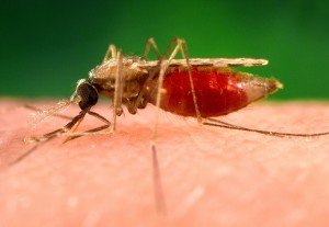 photograph-shows-an-anopheles-minimus-a-malaria-vector-of-the-orient-mosquito-from-a-lateral-perspective-300x207.jpg