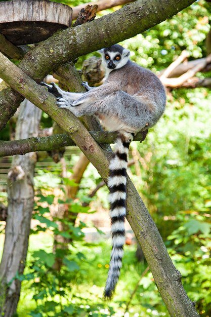 ring-tailed-lemur-is-sitting-tree-trunk-lemur-catta_439918-402.jpg