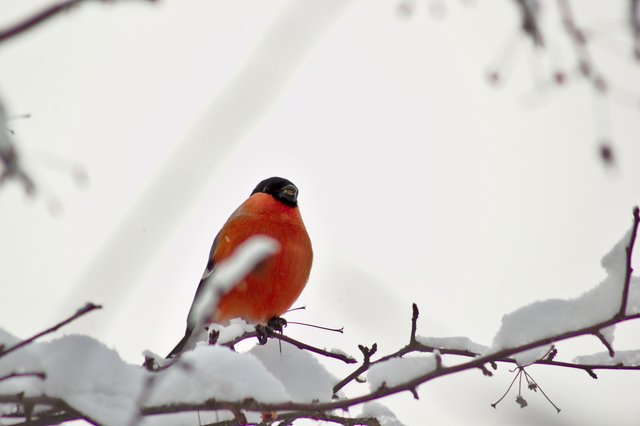 Eurasian bullfinch__MG_3174.jpg