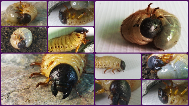 Bijua.collage.png