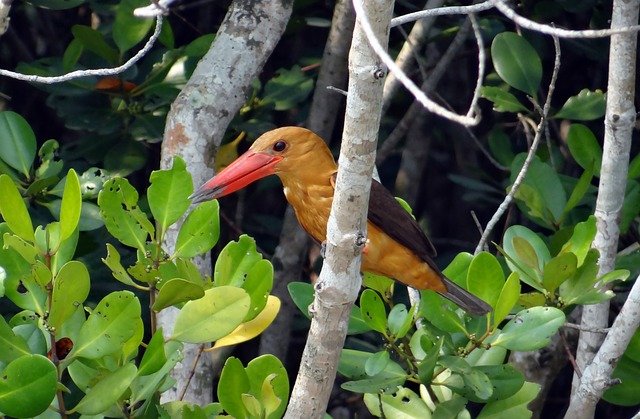 brown-winged-kingfisher-1207598_640.jpg