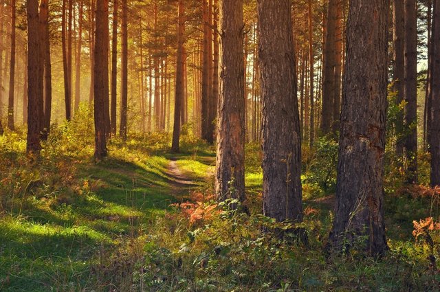 forest-89179_1280.jpg